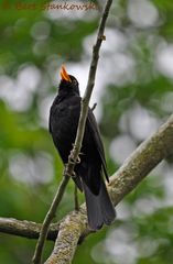 Alle Vögel sind schon da, Amsel.......