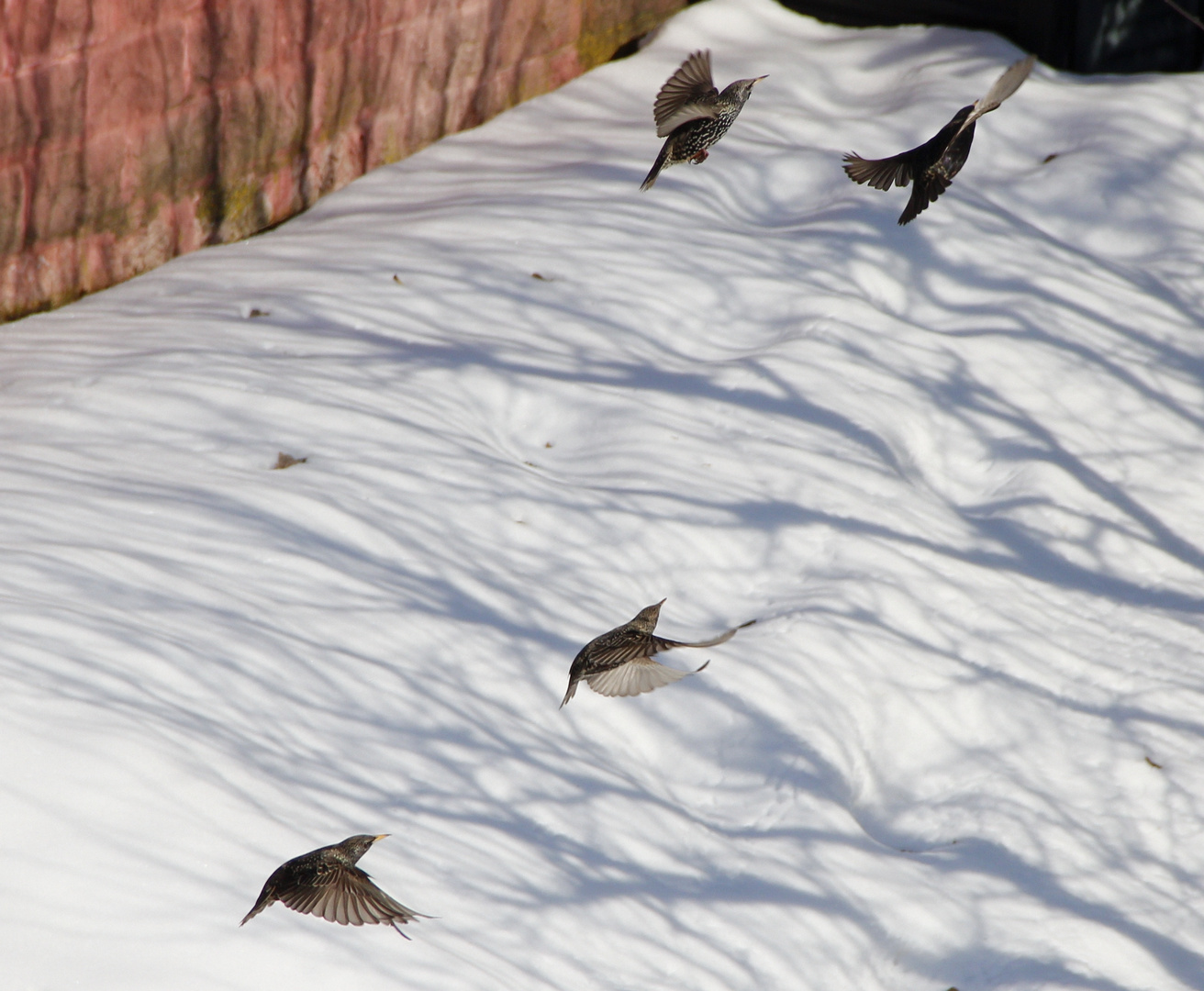 Alle Vögel sind schon da.....