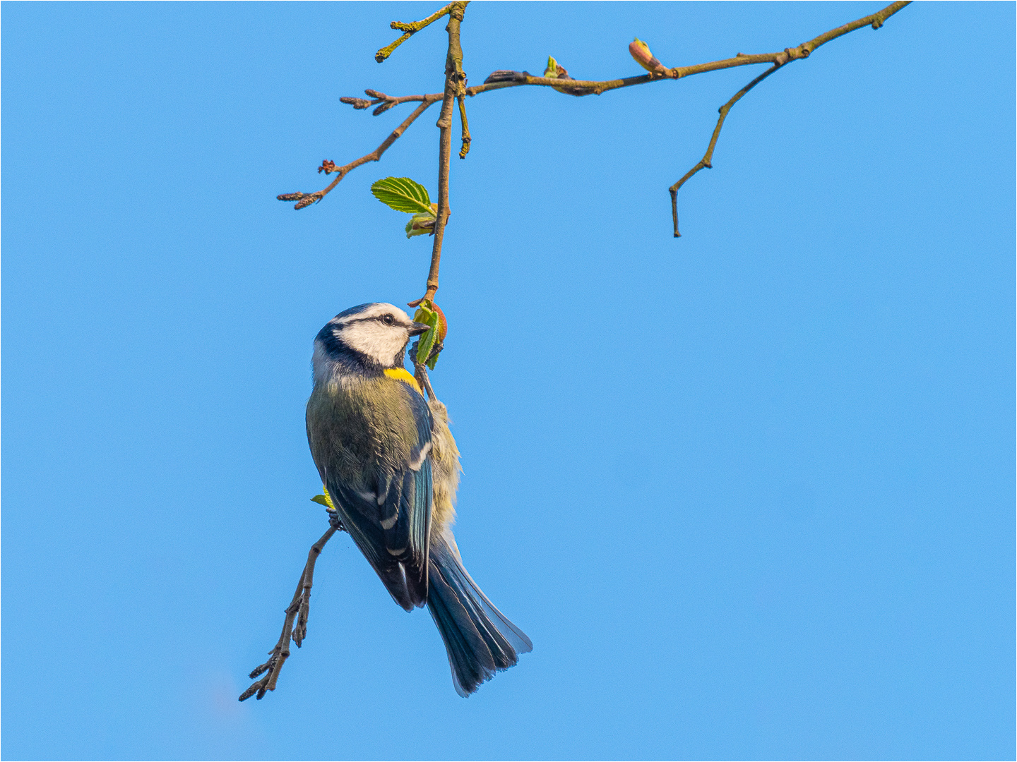 Alle Vögel sind schon da: Blaumeise