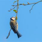 Alle Vögel sind schon da: Blaumeise