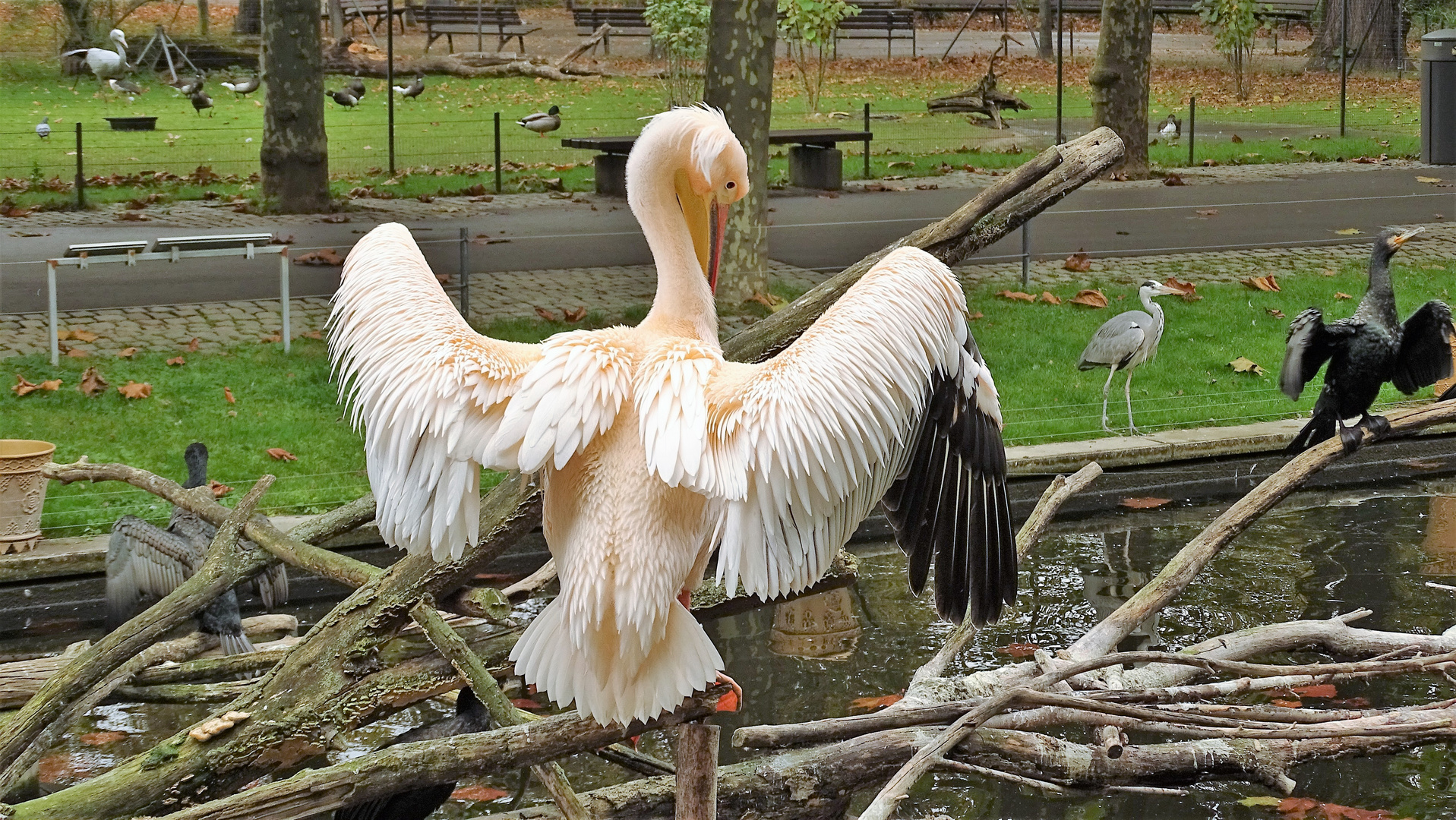 Alle Vögel sind schon da