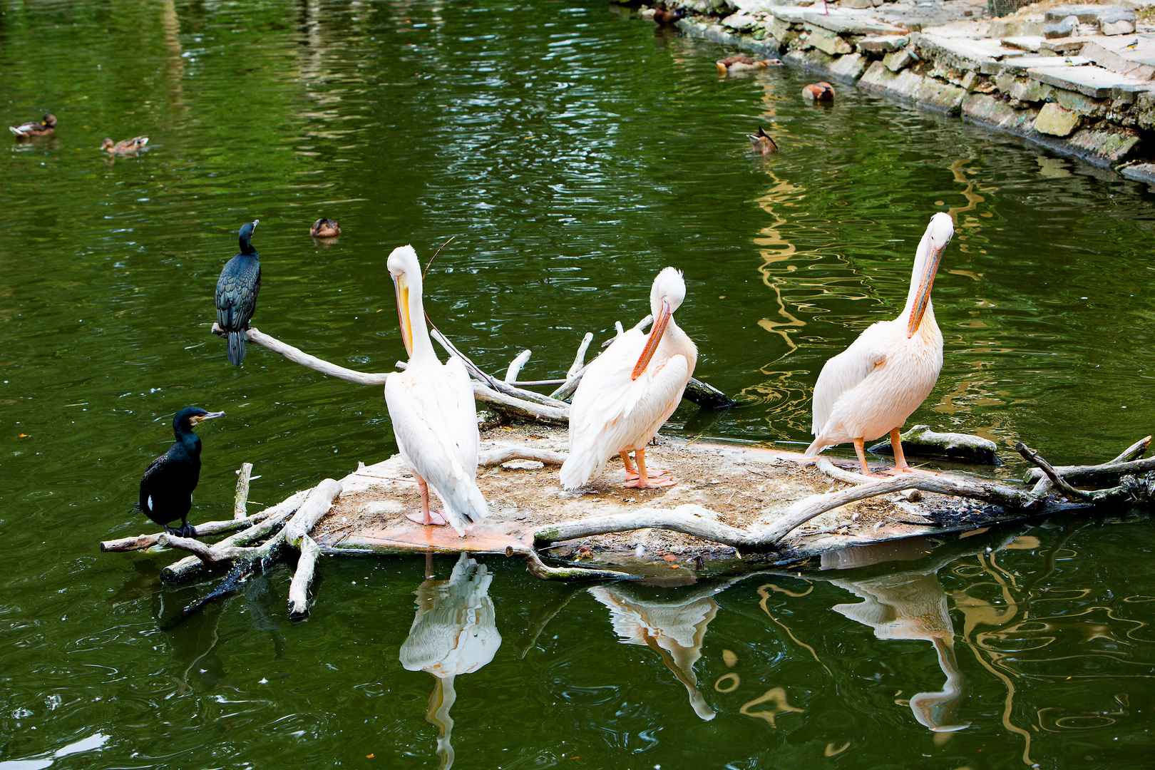 Alle Vögel sind schon da