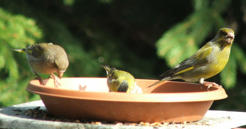 Alle vögel sind schon da...............