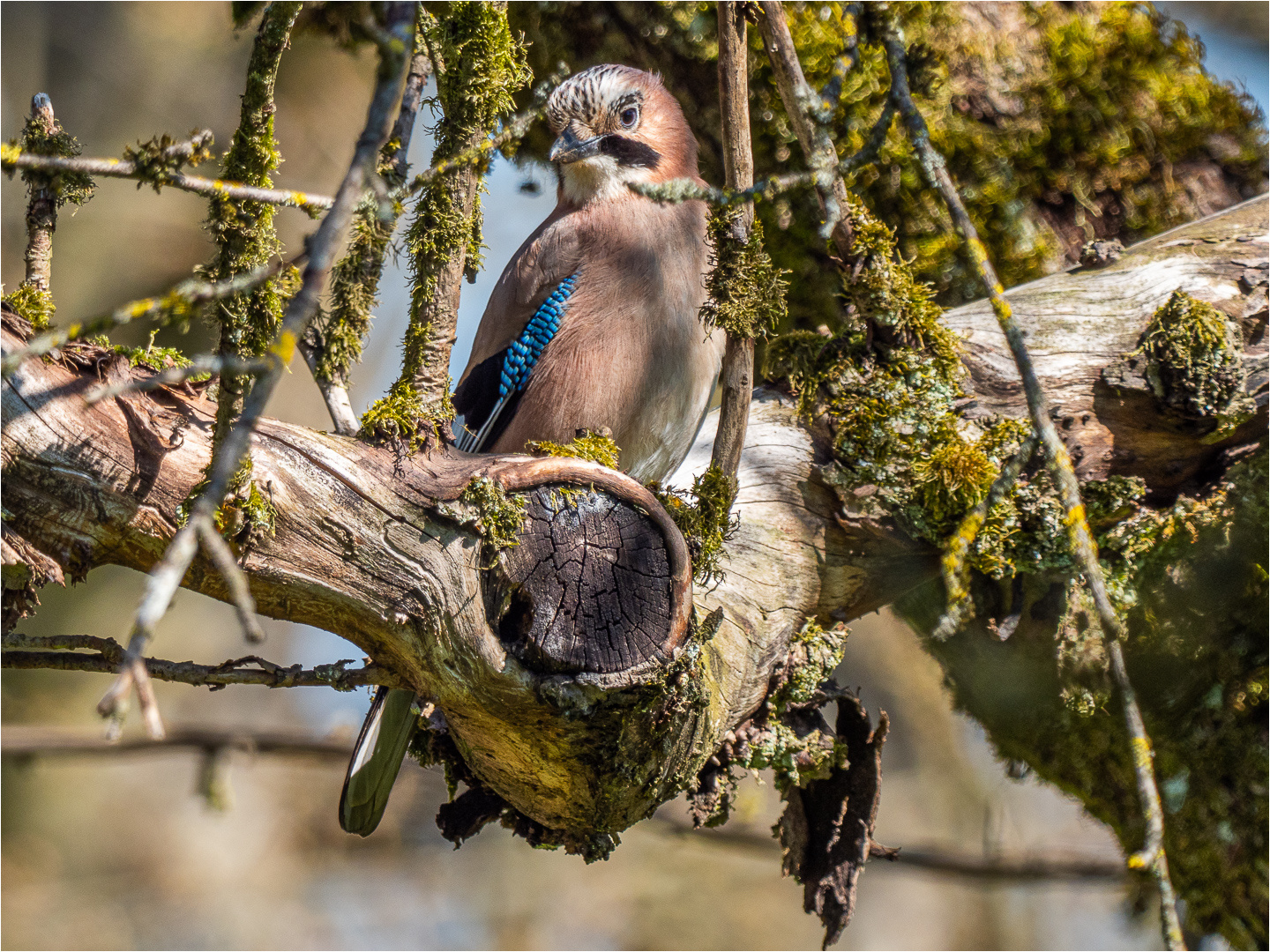 Alle Vögel sind schon da: Eichelhäher