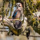 Alle Vögel sind schon da: Eichelhäher