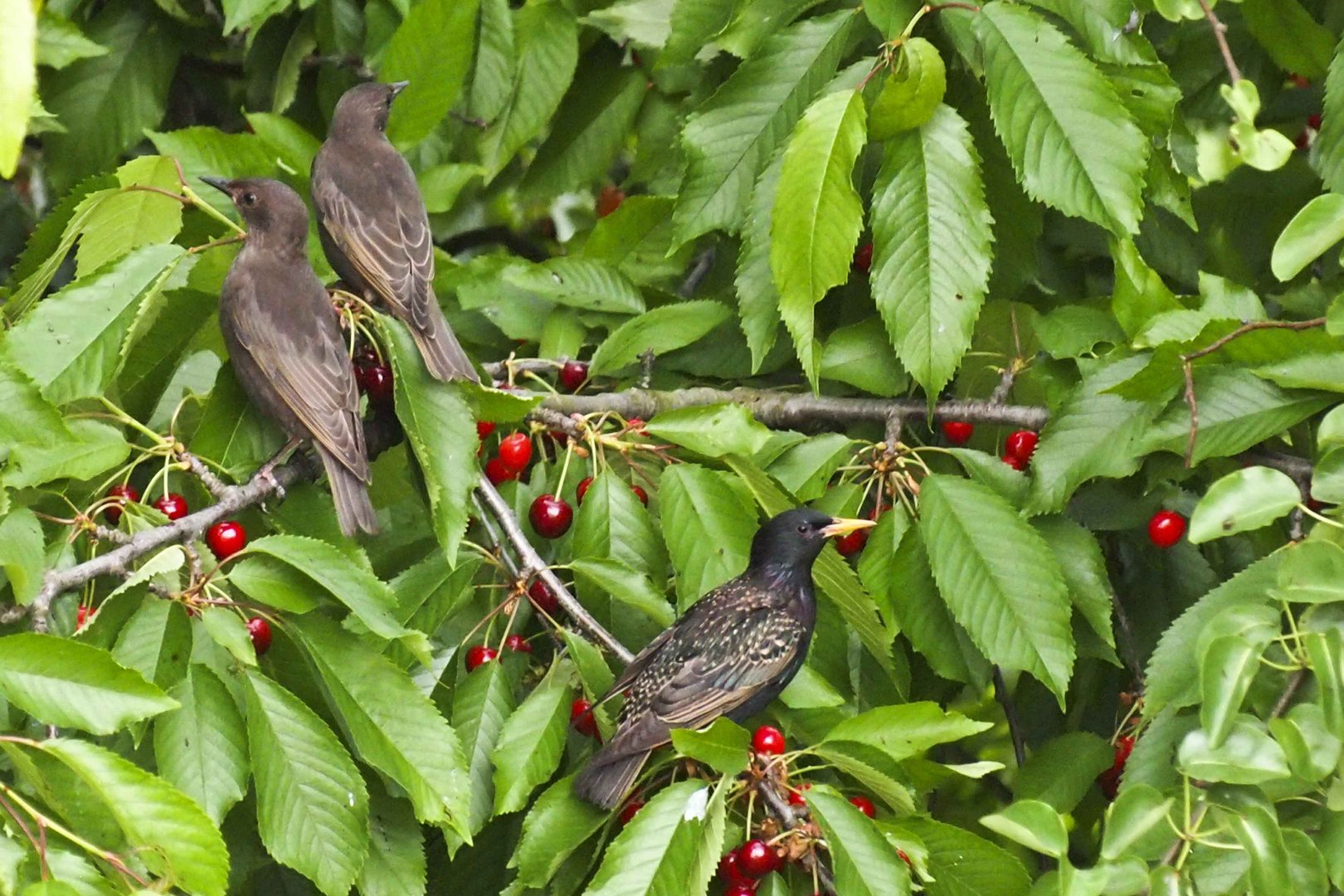 alle vögel sind schon da