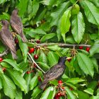 alle vögel sind schon da