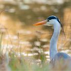 Alle Vögel sind schon da: Graureiher