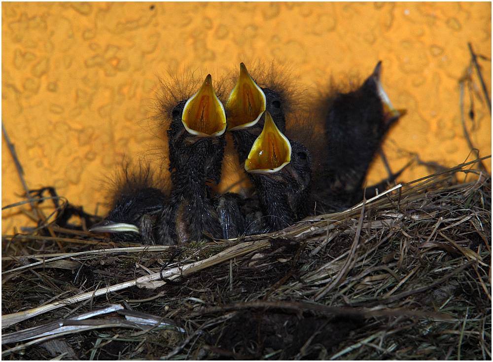 Alle Vögel sind schon daaaaaa!