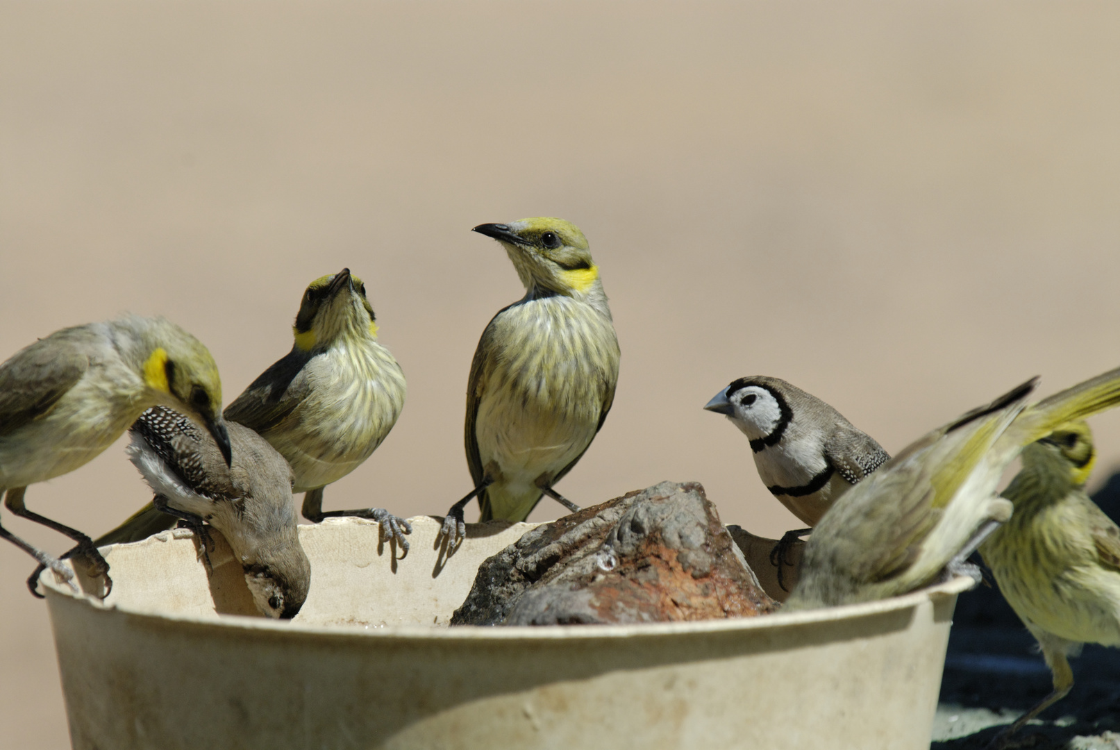 Alle Vögel sind schon da...wo ein wenig Wasser ist