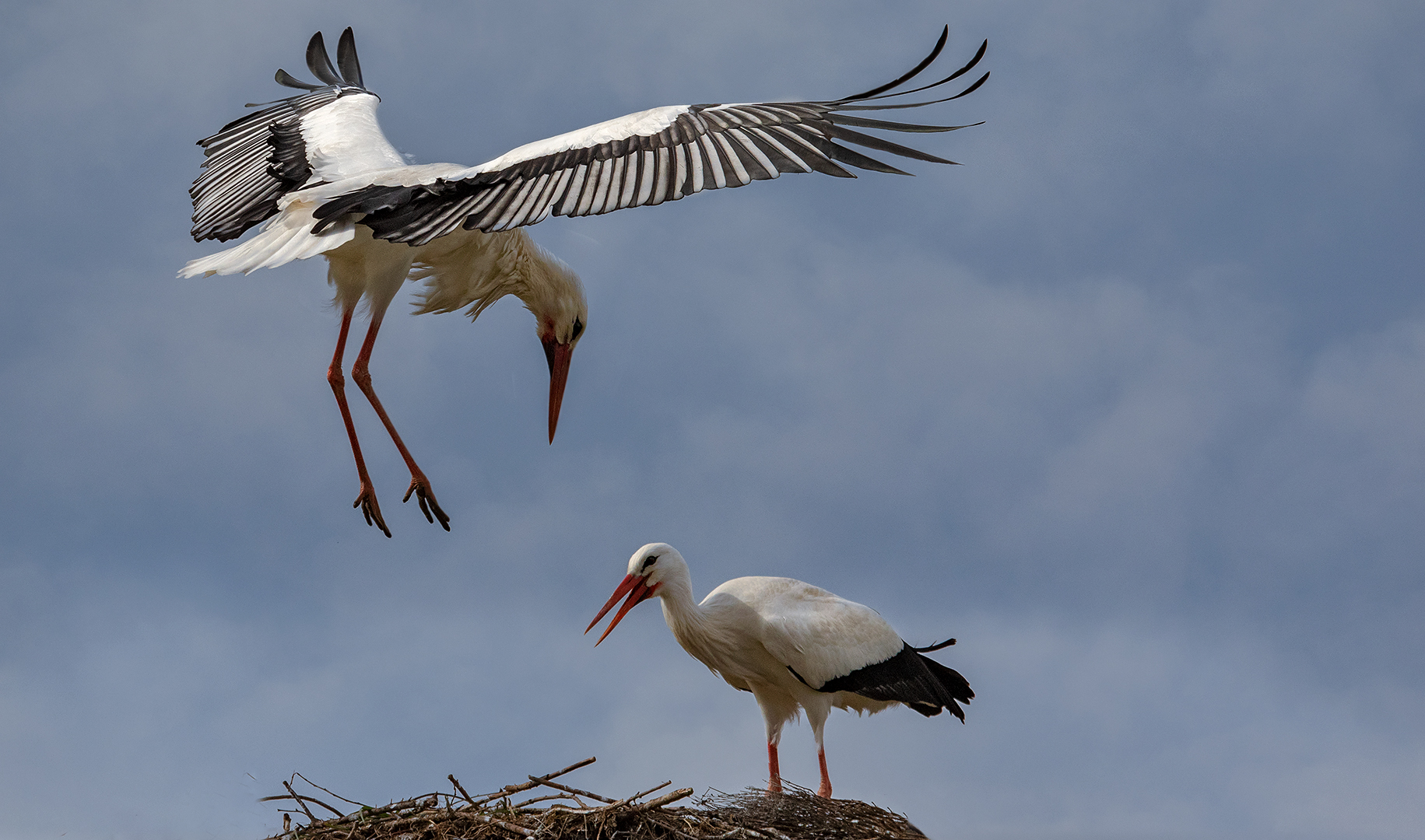 Alle Vögel(Stöche) sind schon da 001 