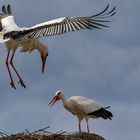 Alle Vögel(Stöche) sind schon da 001 