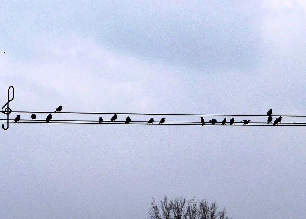 Alle Vöglein sind schon da........