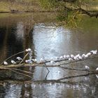 Alle warten auf den Frühling...