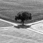 Alle Wege führen zum Baum