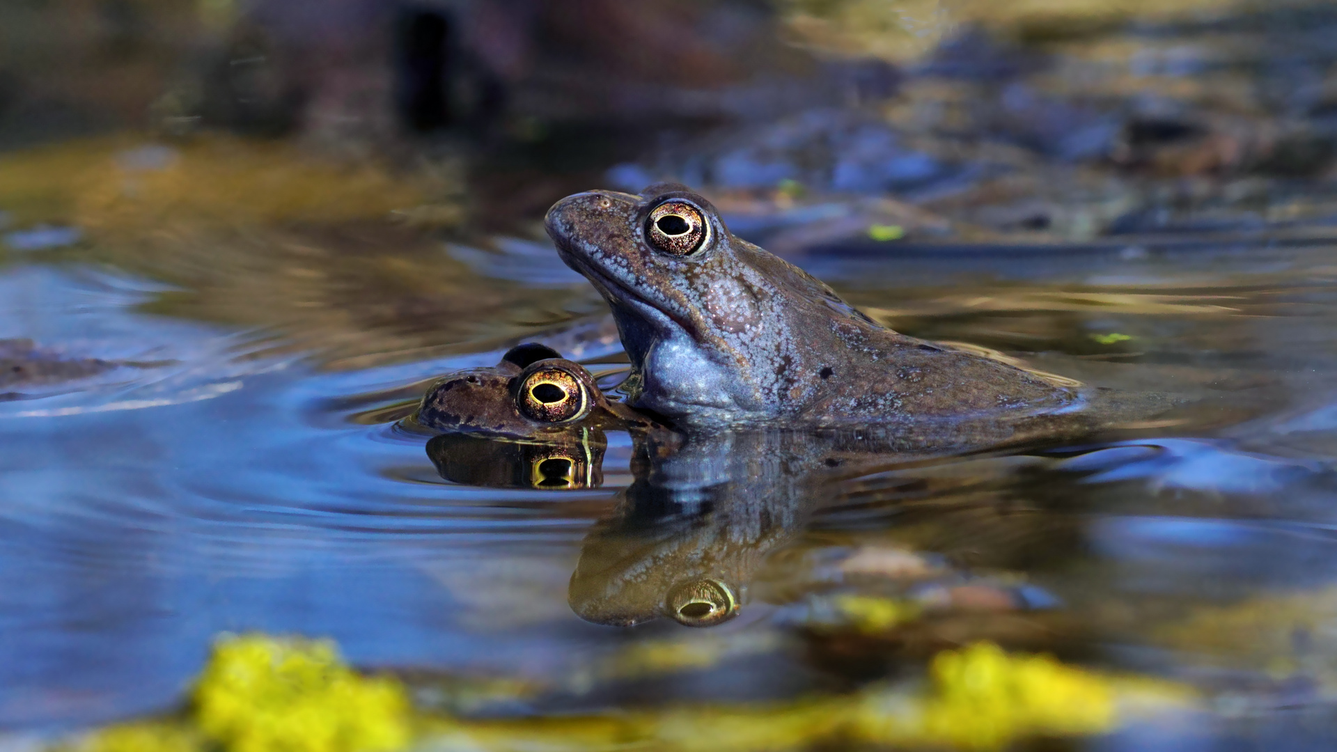 Alle wollen Blaumänner .... Grasfrosch im Blaumann