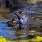 Alle wollen Blaumänner .... Grasfrosch im Blaumann