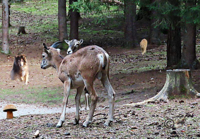 Alle wollen zu diesem Pilz, sind ganz wild darauf