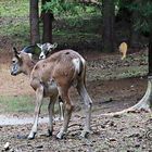 Alle wollen zu diesem Pilz, sind ganz wild darauf