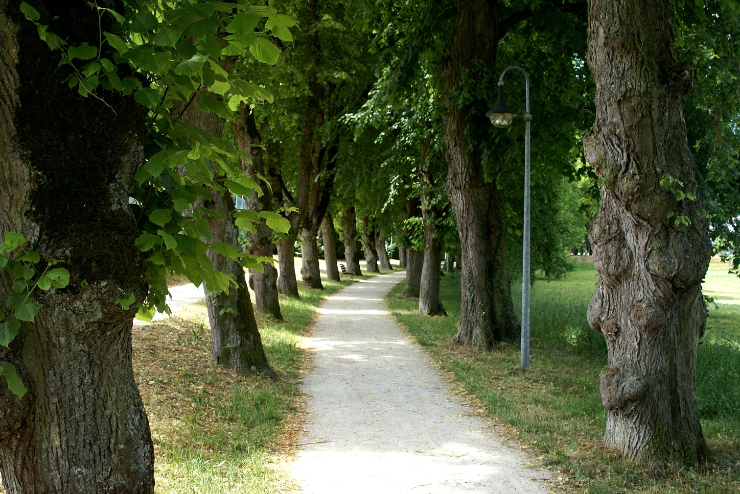 Allee 2