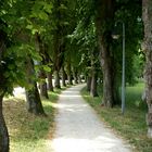 Allee 2