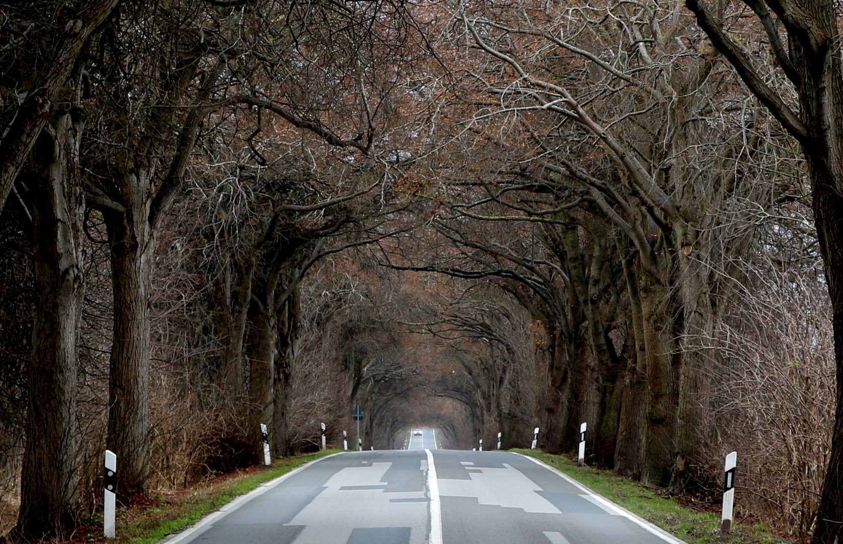 Allee Foto & Bild | fotos, outdoor, ostsee Bilder auf fotocommunity