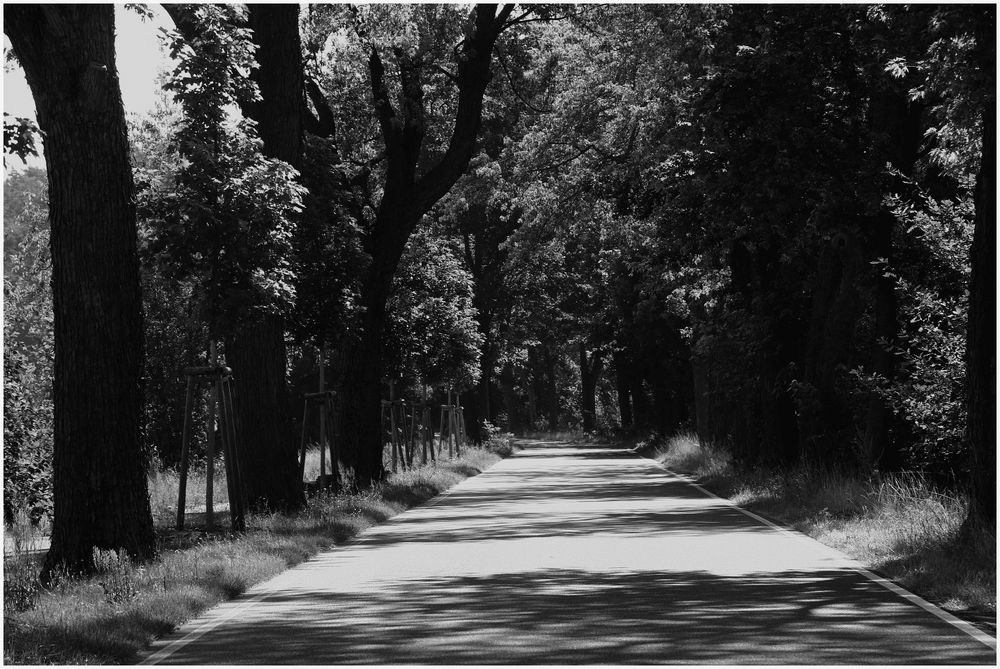 Allee Foto & Bild | landschaft, wege und pfade, natur Bilder auf ...
