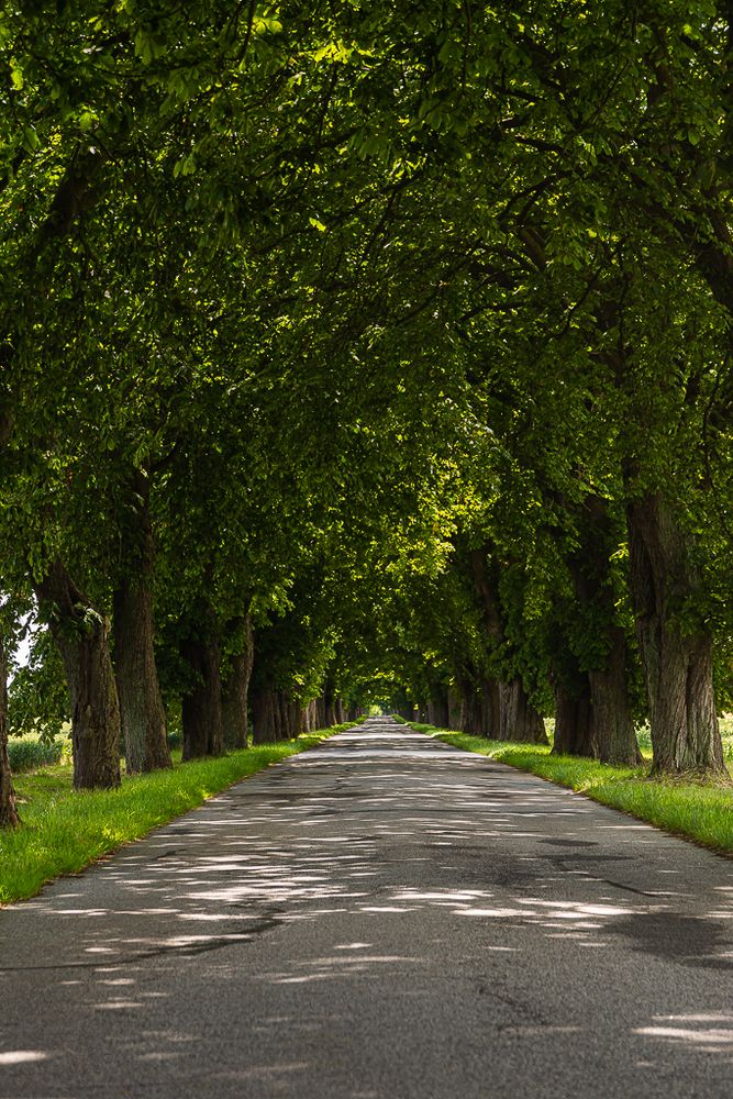 Allee Foto & Bild | deutschland, europe, mecklenburg- vorpommern Bilder ...