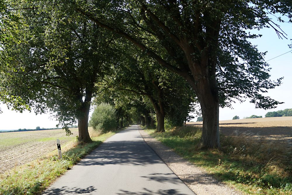 Allee Foto & Bild landschaft, alleen, bäume Bilder auf