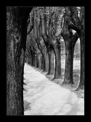 Allee á la monochrom-art