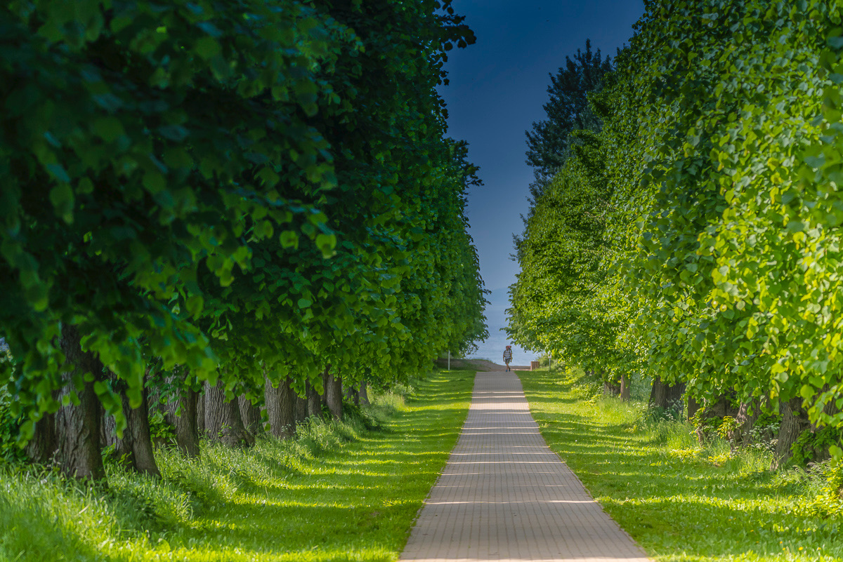 Allee Foto & Bild | fotos, dokumentation, outdoor Bilder auf fotocommunity