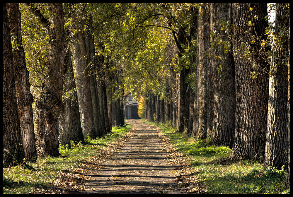 Allee Allee Eine Straße Viele Bäume Allee Allee Eine Straße Viele Bäume