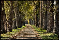 Allee Allee eine Straße viele Bäume das ist eine Allee