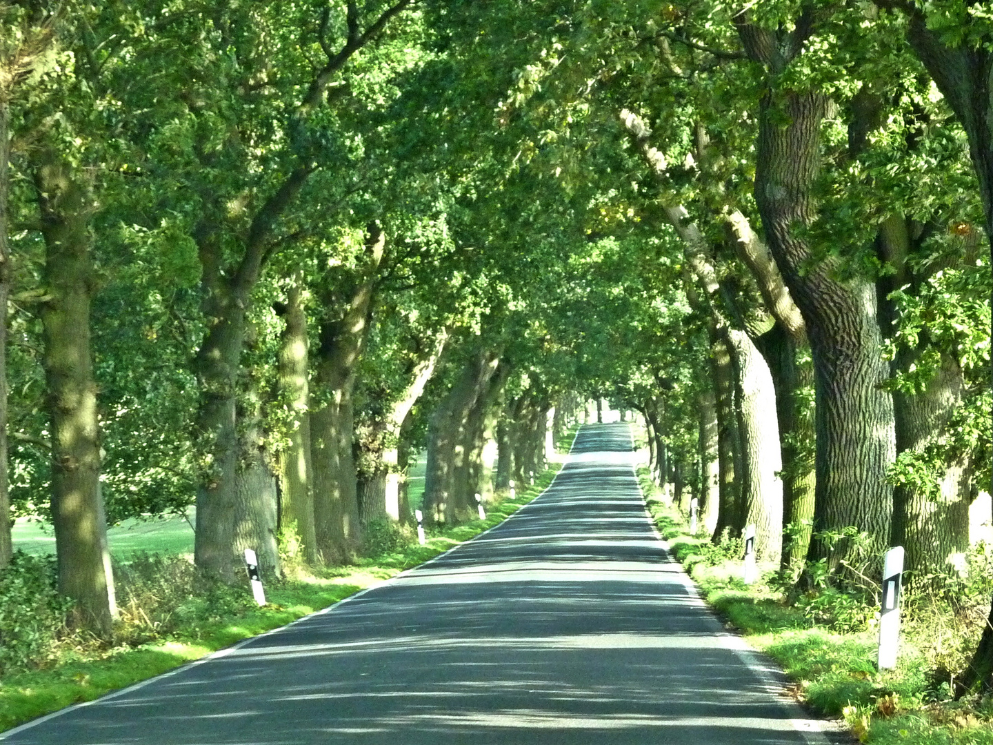 Allee Allee ist eine Straße mit vielen Bäumen