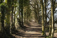 Allee am Bodensee