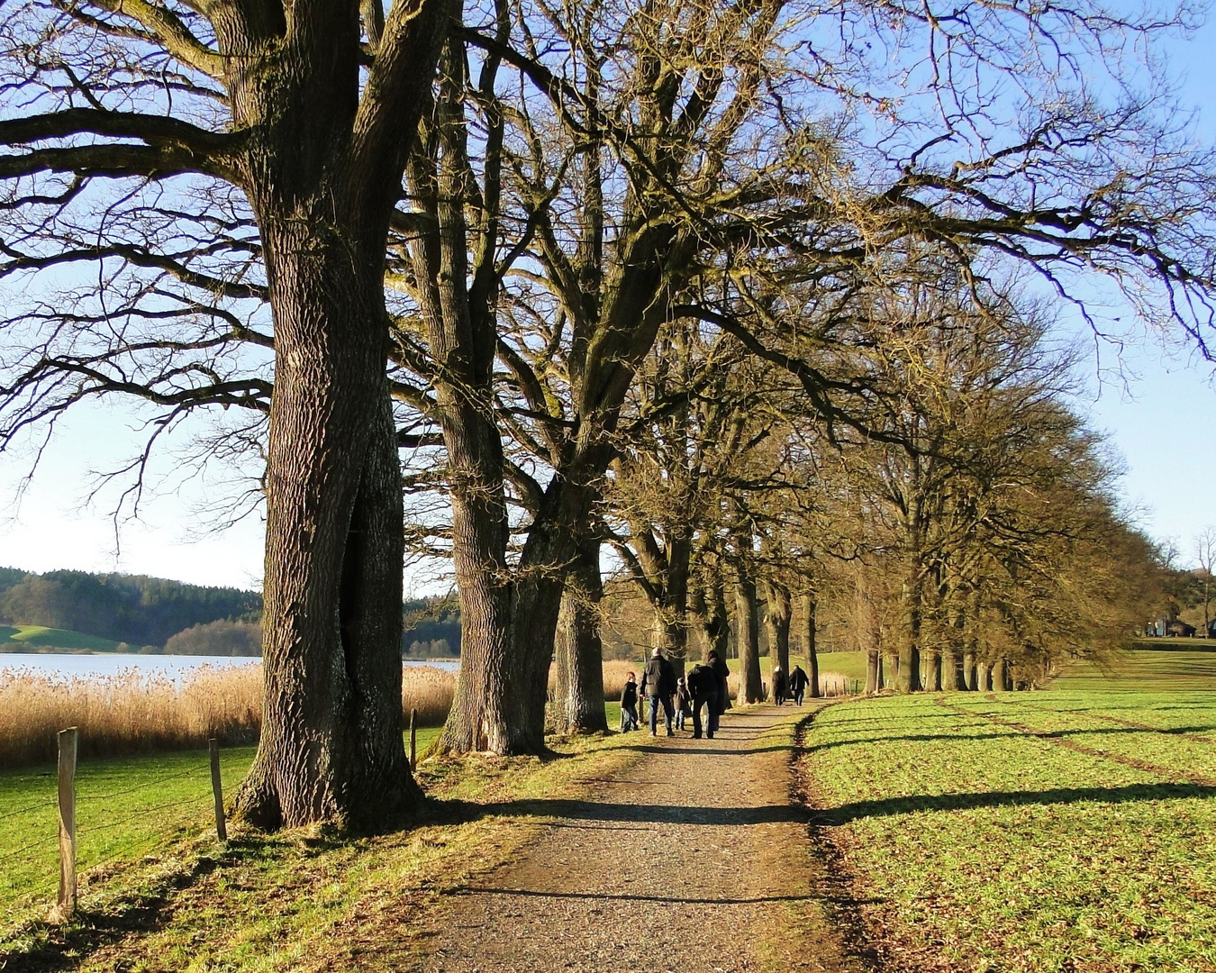 Allee am Egglburger See