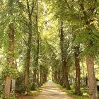 Allee am Friedhof