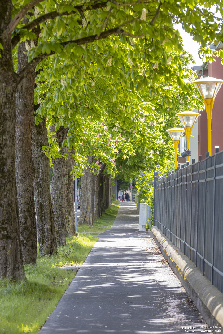 Allee am Glaspalast