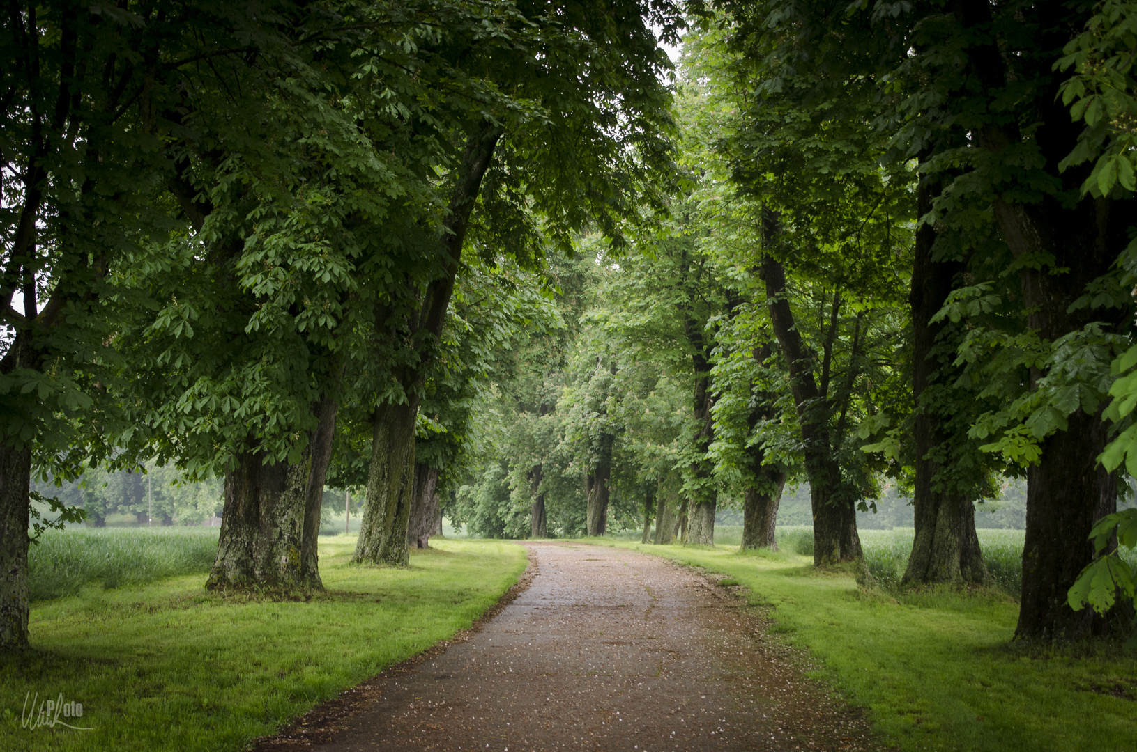 Allee am Morgen