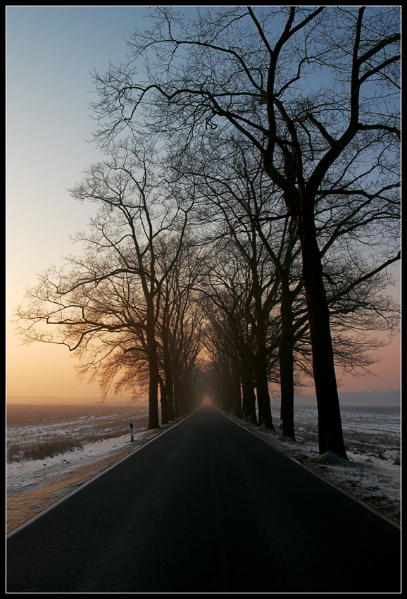 Allee am Morgen