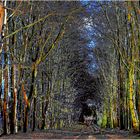 Allee am Mosbeekweg surreal