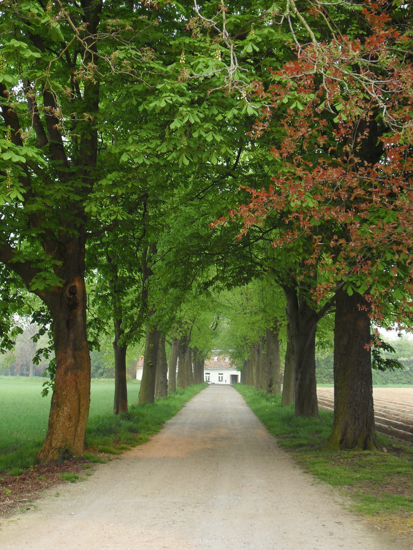 Allee am Niederrhein