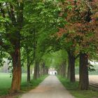 Allee am Niederrhein