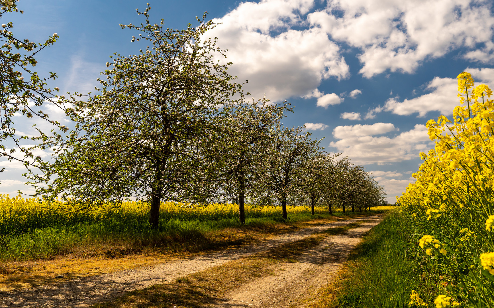 Allee am Rapsfeld