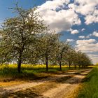 Allee am Rapsfeld