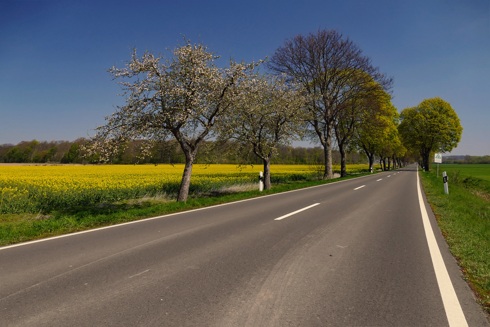 Allee am Rapsfeld