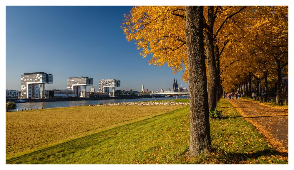 Allee am Rhein