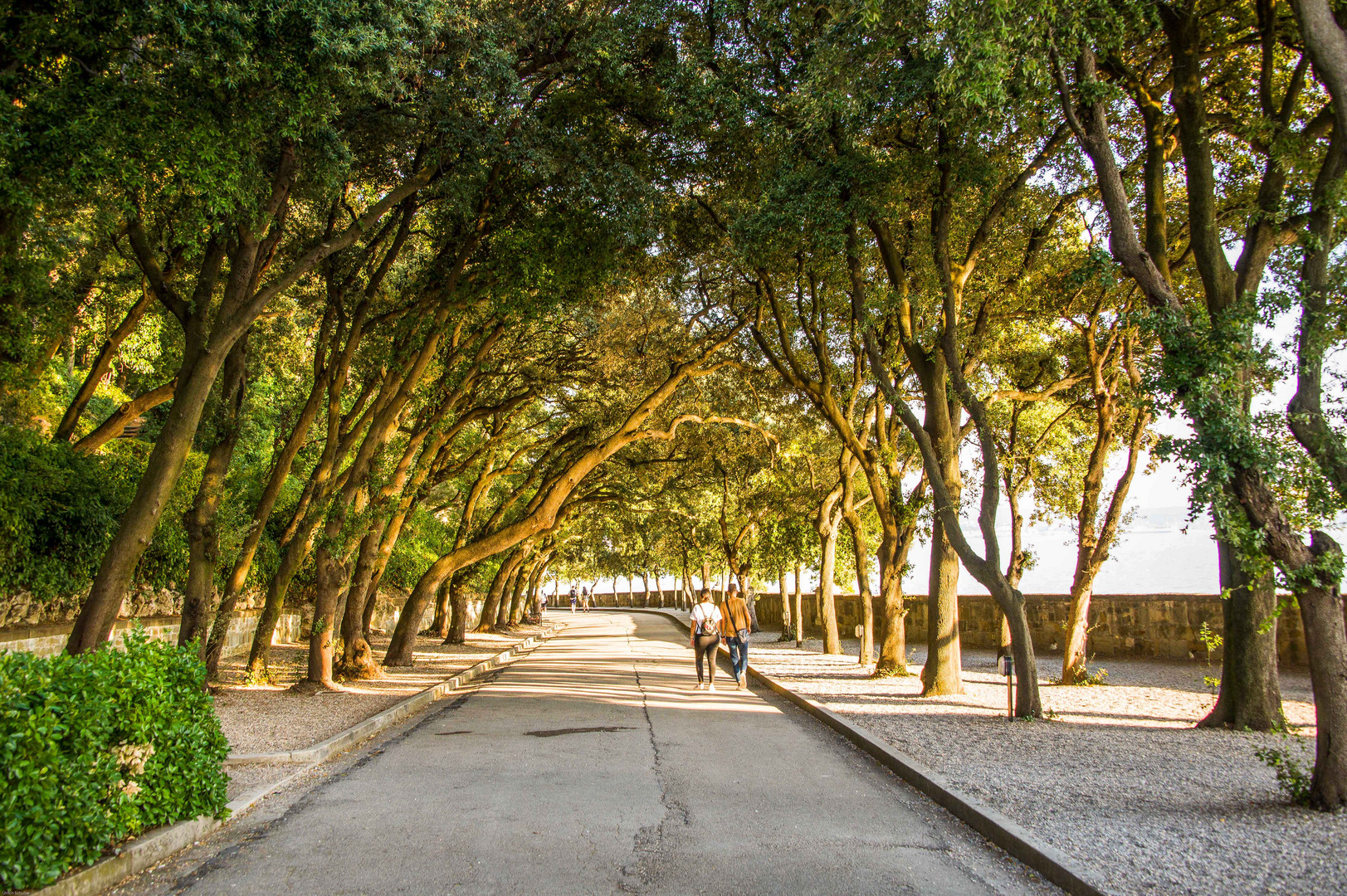 Allee am Schloss Miramare, Friaul