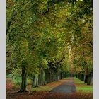 ~~Allee am Schwanenteich im Herbst~~