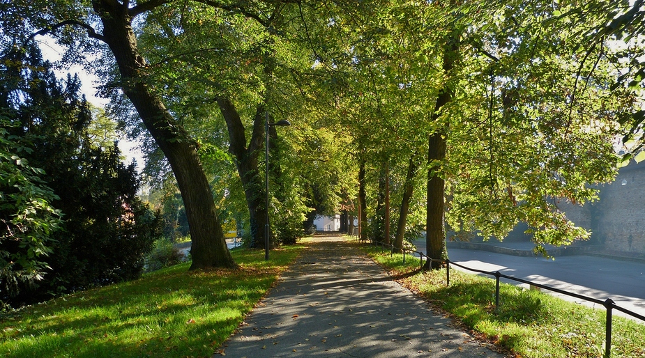 Allee am schwarzen Berg